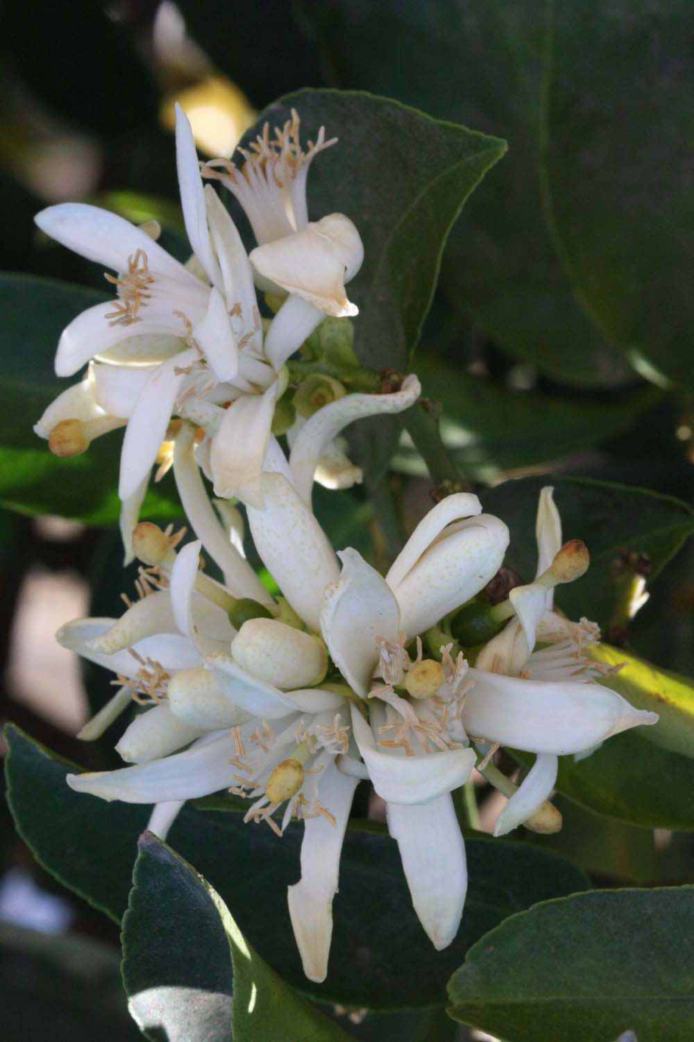              Flower (Riverside, CA)       